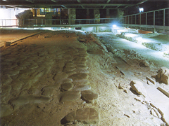 Area Archeologica e Museo la Fenice